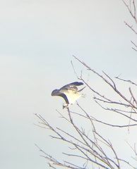 Pandion haliaetus