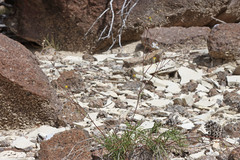 Hymenopappus filifolius pauciflorus