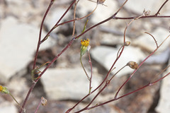 Hymenopappus filifolius pauciflorus