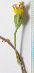 Hymenopappus filifolius pauciflorus