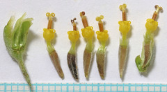 Hymenopappus filifolius pauciflorus