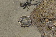 Anthopleura sola
