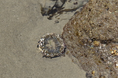 Anthopleura sola