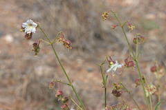 Mirabilis linearis linearis