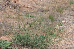 Mirabilis linearis linearis