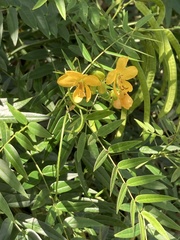Senna ligustrina