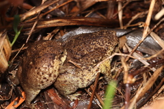 Breviceps gibbosus