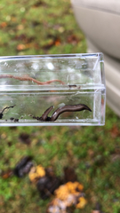 Microplana terrestris