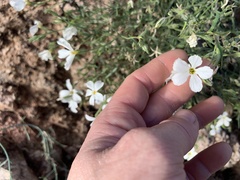Phlox tenuifolia