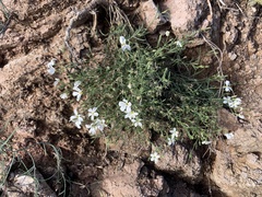 Phlox tenuifolia