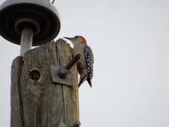 Melanerpes carolinus image