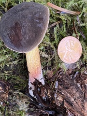 Xerocomellus atropurpureus