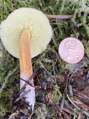 Xerocomellus atropurpureus