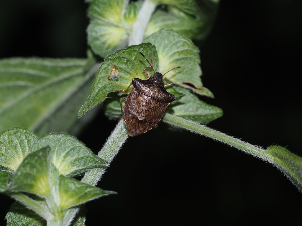 Carbula humerigera