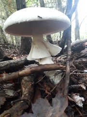 Amanita magnivelaris