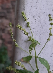 Mercurialis annua