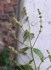 Mercurialis annua