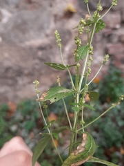 Mercurialis annua