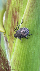 Halyomorpha halys