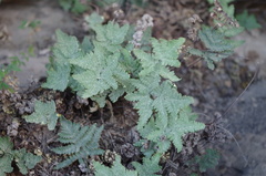 Notholaena sulphurea