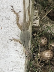 Anolis sabanus