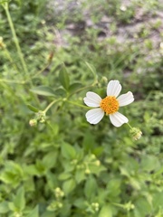 Bidens alba