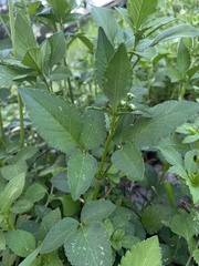 Bidens alba