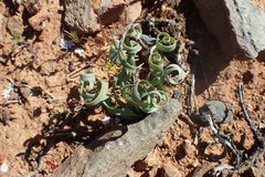 Albuca concordiana