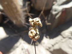 Notholaena sulphurea