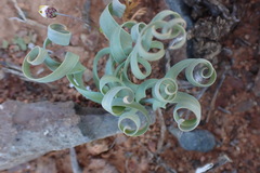 Albuca concordiana