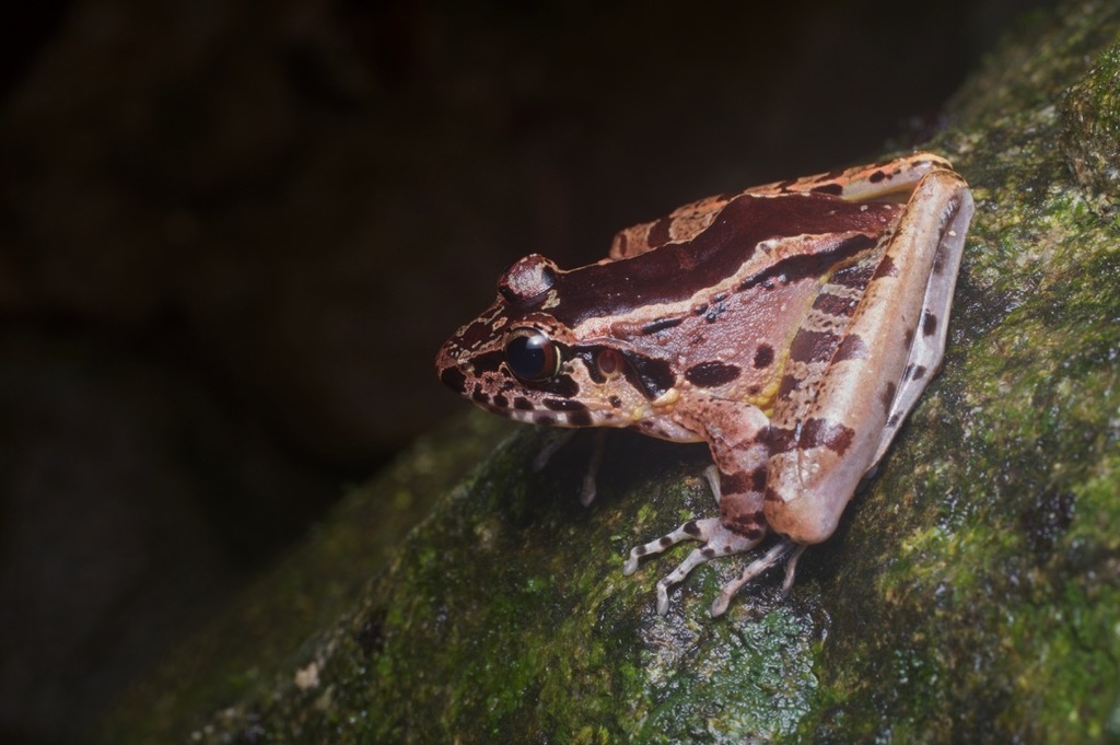 Hole-in-the-head Frog (Reptiles and Amphibians - Wild Latitudes Borneo ...