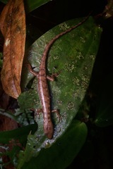 Mocquard's Water Skink photo 2
