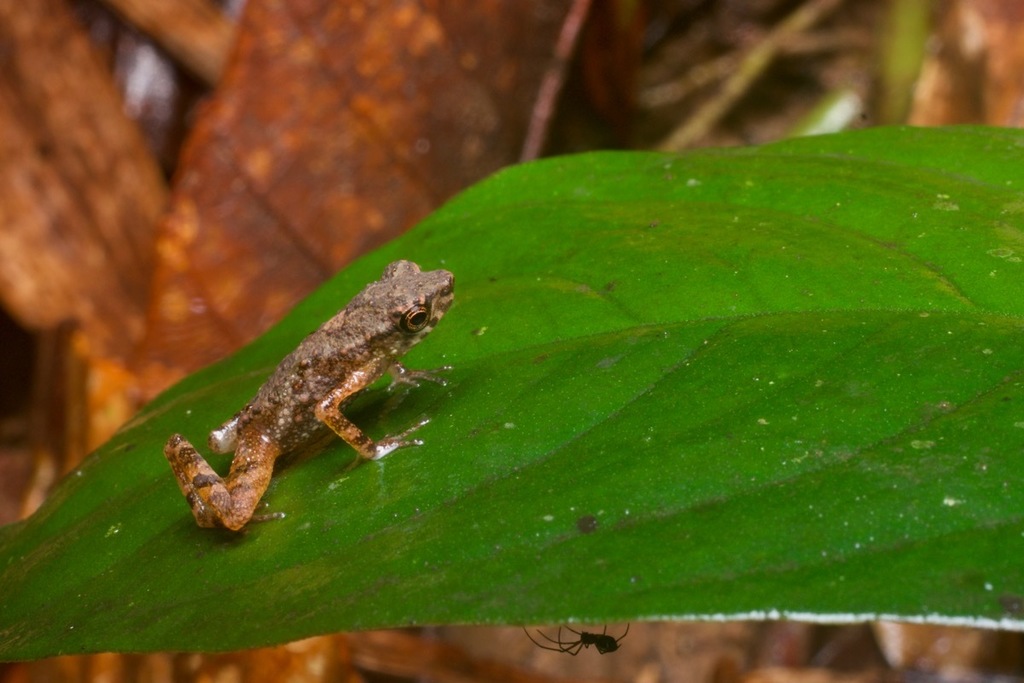 Luidan Stream Toad