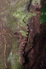 Cyrtodactylus ingeri