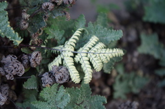 Notholaena sulphurea