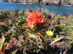 Castilleja latifolia