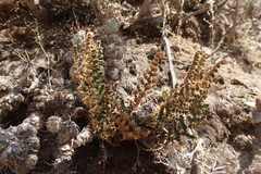 Cheilanthes scariosa