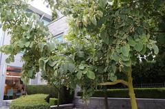 Styrax obassia