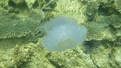 Netrostoma setouchianum