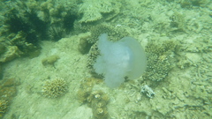 Netrostoma setouchianum