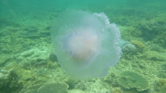 Netrostoma setouchianum