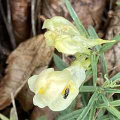 Linaria vulgaris