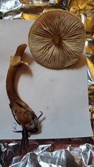 Cystoderma carcharias fallax