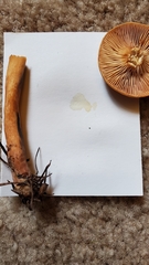 Lactarius luculentus