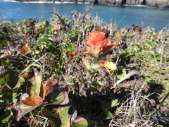 Castilleja latifolia