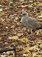Larus