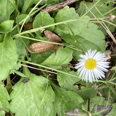 Erigeron annuus