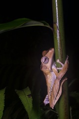 Polypedates otilophus