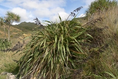Phormium