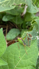 Leptophyes punctatissima